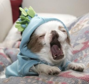 fun - yawning dog